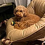 animal, brown, chair, cozy, curly_fur, curtains, cute, dog, domestic, floor, furniture, home, indoor, leather, looking, paw, pet, relaxed, tennis_ball, toy