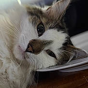 Pinball joined the competition — help win amazing prizes! animal, cat, close_up, cute, domestic_cat, eyes, face, fluffy, fur, indoor, lying_down, pet, portrait, relaxed, resting, sleepy, soft, tabby, whiskers, white