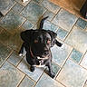 Addie joined the competition — help win amazing prizes! dog, black_dog, white_dog_legs, tile_floor, indoor, pet, curious, looking_up, collar, brown_eyes, floor_tiles, two_dogs, canine, animal, companion, domestic, fur, paw, tail, cute