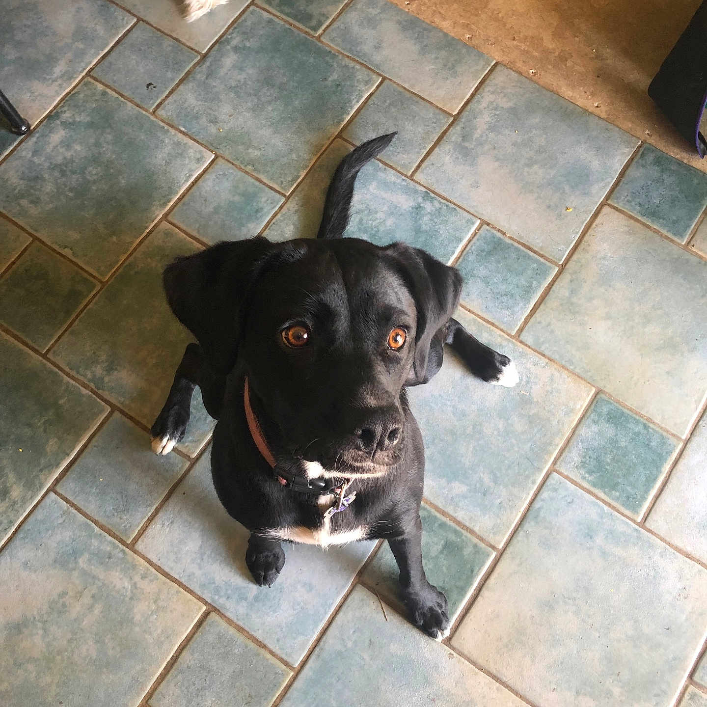 Addie joined the competition — help win amazing prizes! dog, black_dog, white_dog_legs, tile_floor, indoor, pet, curious, looking_up, collar, brown_eyes, floor_tiles, two_dogs, canine, animal, companion, domestic, fur, paw, tail, cute