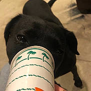Addie joined the competition — help win amazing prizes! dog, black_dog, paper_cup, hand, orange_nails, indoor, floor, curious, pet, animal, canine, close_up, person, fingernail, container, brown_floor, paw, snout, domestic_animal, candid