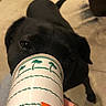 dog, black_dog, paper_cup, hand, orange_nails, indoor, floor, curious, pet, animal, canine, close_up, person, fingernail, container, brown_floor, paw, snout, domestic_animal, candid