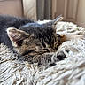 Pogo is registered to the contest to win money with this photo: kitten, sleeping, cat, fluffy, blanket, closeup, fur, cozy, indoor, pet, whiskers, paw, relaxing, cute, animal, soft, peaceful, resting, young, domestic