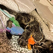Pogo joined the competition — help win amazing prizes! kitten, cat, toy, plush_toy, bed, bedding, pattern, indoor, pet, playing, cute, feline, paw, fur, whiskers, resting, colorful, soft, sleepy, closeup