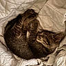 Pogo is registered to the contest to win money with this photo: kitten, cat, sleeping, curled_up, tabby, fur, pet, animal, cozy, blanket, quilt, soft, indoor, resting, cute, domestic_cat, young_cat, peaceful, feline, nap