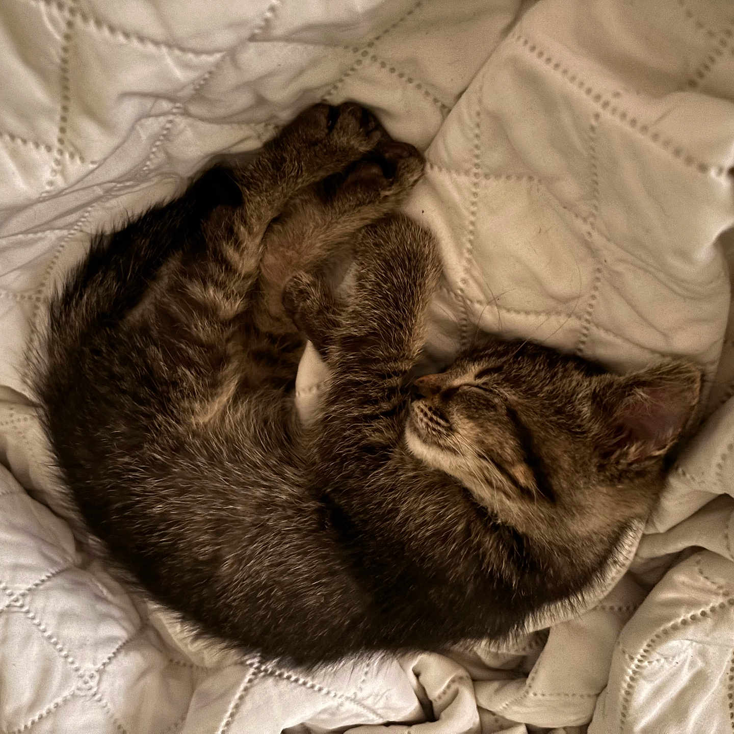 Pogo is registered to the contest to win money with this photo: kitten, cat, sleeping, curled_up, tabby, fur, pet, animal, cozy, blanket, quilt, soft, indoor, resting, cute, domestic_cat, young_cat, peaceful, feline, nap