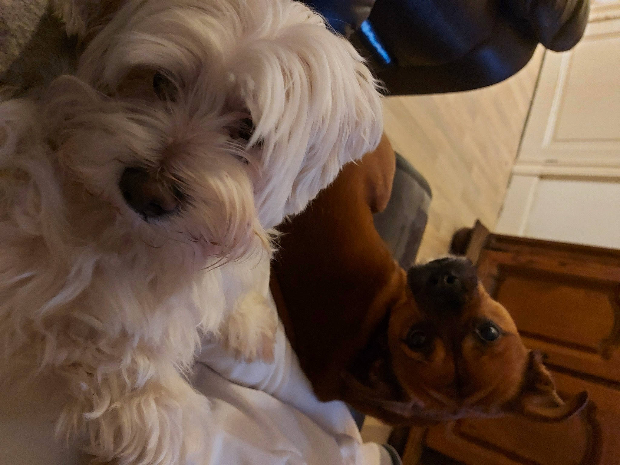 Flocon participe au concours pour gagner de l'argent avec cette photo : canidae, carnivore, companion_dog, dog, dog_breed, fawn, fur, mammal, non_sporting_group, pekapoo, puppy, shih_poo, small_terrier, snout, terrier, tibetan_terrier, toy_dog, vertebrate, wood_stain, working_animal