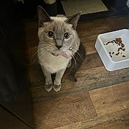 Marrie is registered to the contest to win money with this photo: cat, pet, animal, sitting, indoors, wooden_floor, food_bowl, cat_food, collar, whiskers, blue_eyes, cream_fur, pointed_ears, portrait, front_view, alert, cute, home, floor, feeding_area
