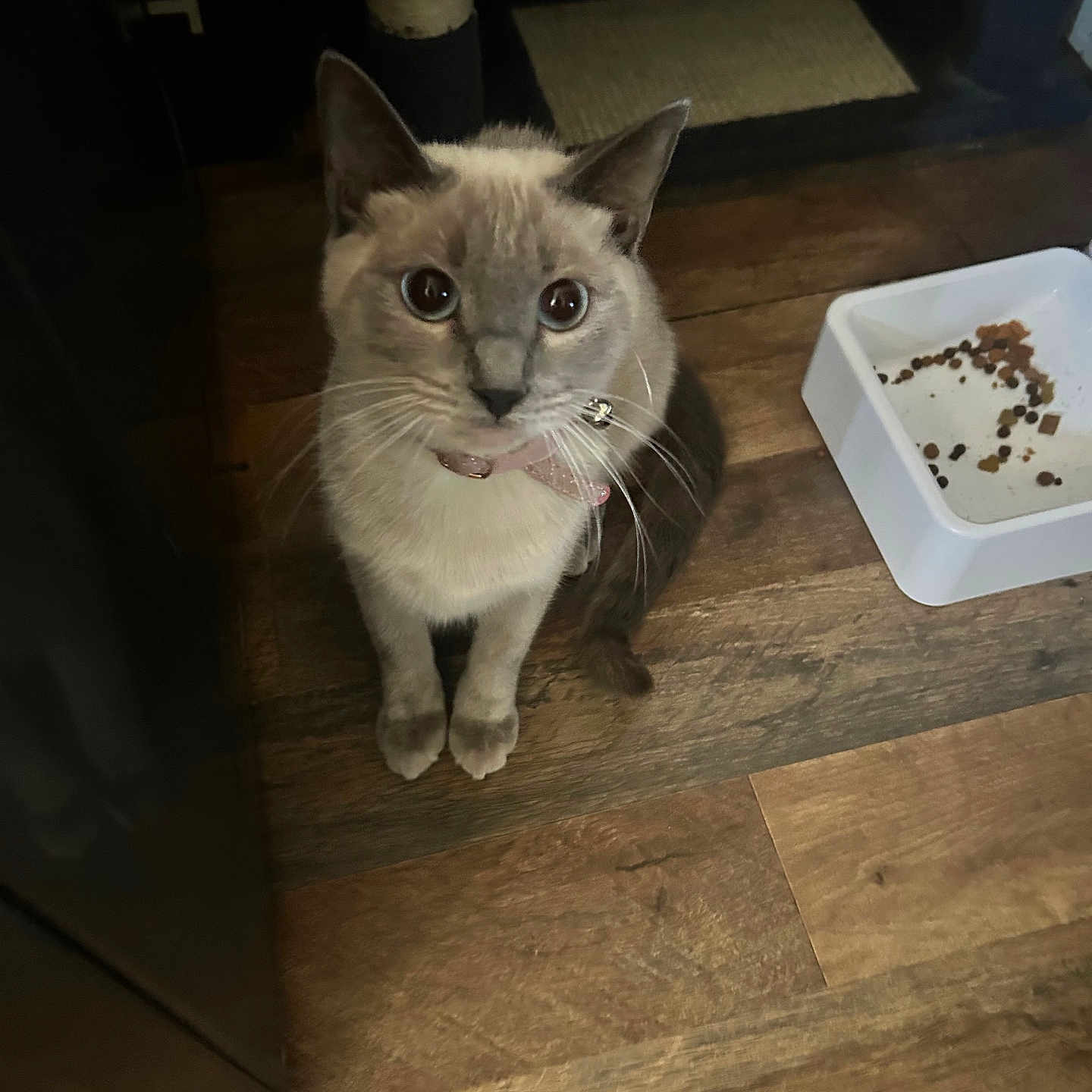 Marrie is registered to the contest to win money with this photo: cat, pet, animal, sitting, indoors, wooden_floor, food_bowl, cat_food, collar, whiskers, blue_eyes, cream_fur, pointed_ears, portrait, front_view, alert, cute, home, floor, feeding_area