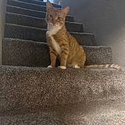 George joined the competition — help win amazing prizes! cat, orange_tabby, stairs, carpet, indoor, animal, pet, feline, sitting, blurred, person, hallway, door, wall, tail, ears, whiskers, house, home, light
