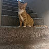 cat, orange_tabby, stairs, carpet, indoor, animal, pet, feline, sitting, blurred, person, hallway, door, wall, tail, ears, whiskers, house, home, light