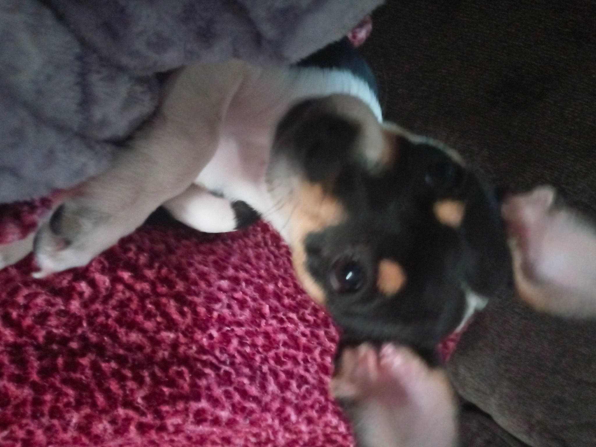 Penelope joined the competition — help win amazing prizes! carnivore, chihuahua, comfort, companion_dog, dog, dog_breed, ear, fawn, fur, linens, magenta, nail, paw, puppy_love, russkiy_toy, snout, terrier, toy_dog, whiskers, working_animal