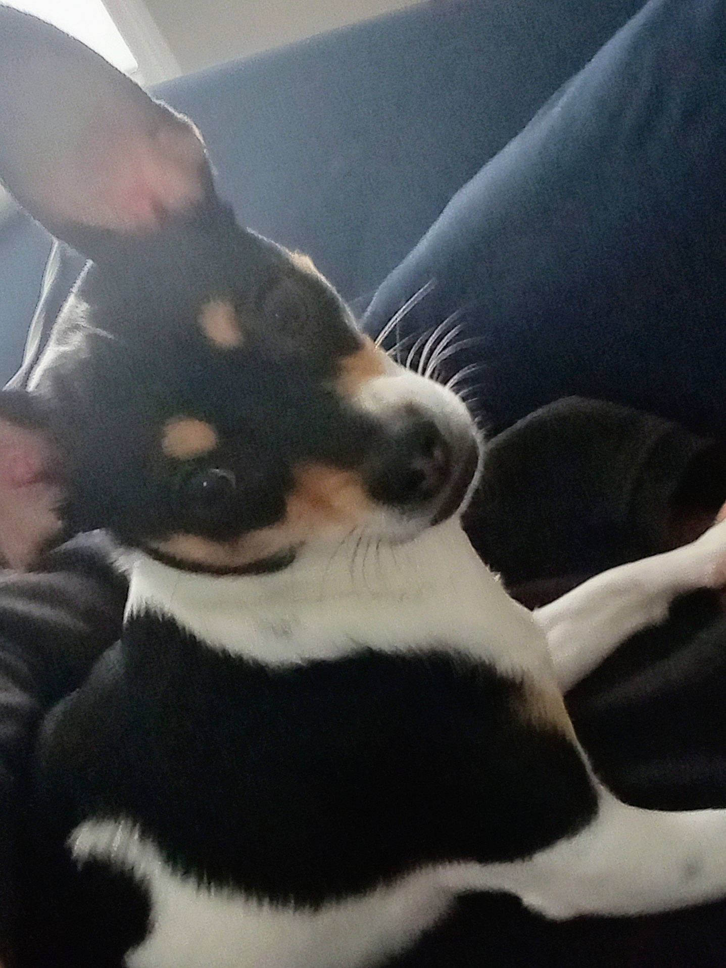 Penelope is registered to the contest to win money with this photo: canidae, carnivore, comfort, companion_dog, corgi_chihuahua, dog, dog_breed, fawn, fur, non_sporting_group, paw, puppy, sporting_group, tail, terrestrial_animal, toy_dog, vertebrate, whiskers, working_animal