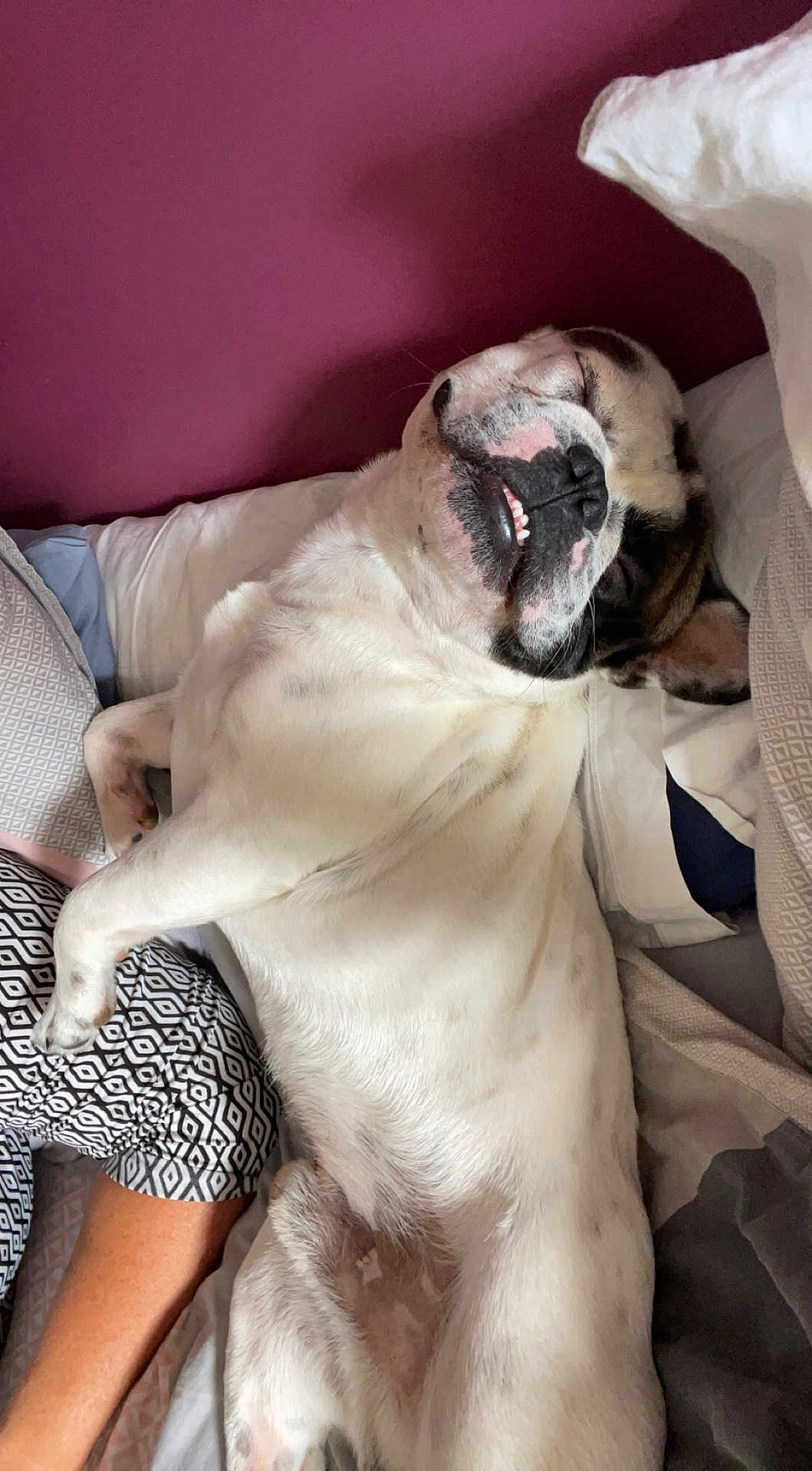 Rio participe au concours pour gagner de l'argent avec cette photo : dog, sleeping, bed, pillow, blanket, relaxed, mouth, teeth, fur, white, black_spots, human_arm, patterned_clothing, indoor, cozy, resting, pet, animal, closeup, portrait