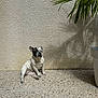 dog, french_bulldog, sitting, sunlight, shadow, wall, plant, outdoor, pet, relaxed, calm, small_dog, concrete_floor, textured_wall, daylight, animal, companion, nature, peaceful, resting