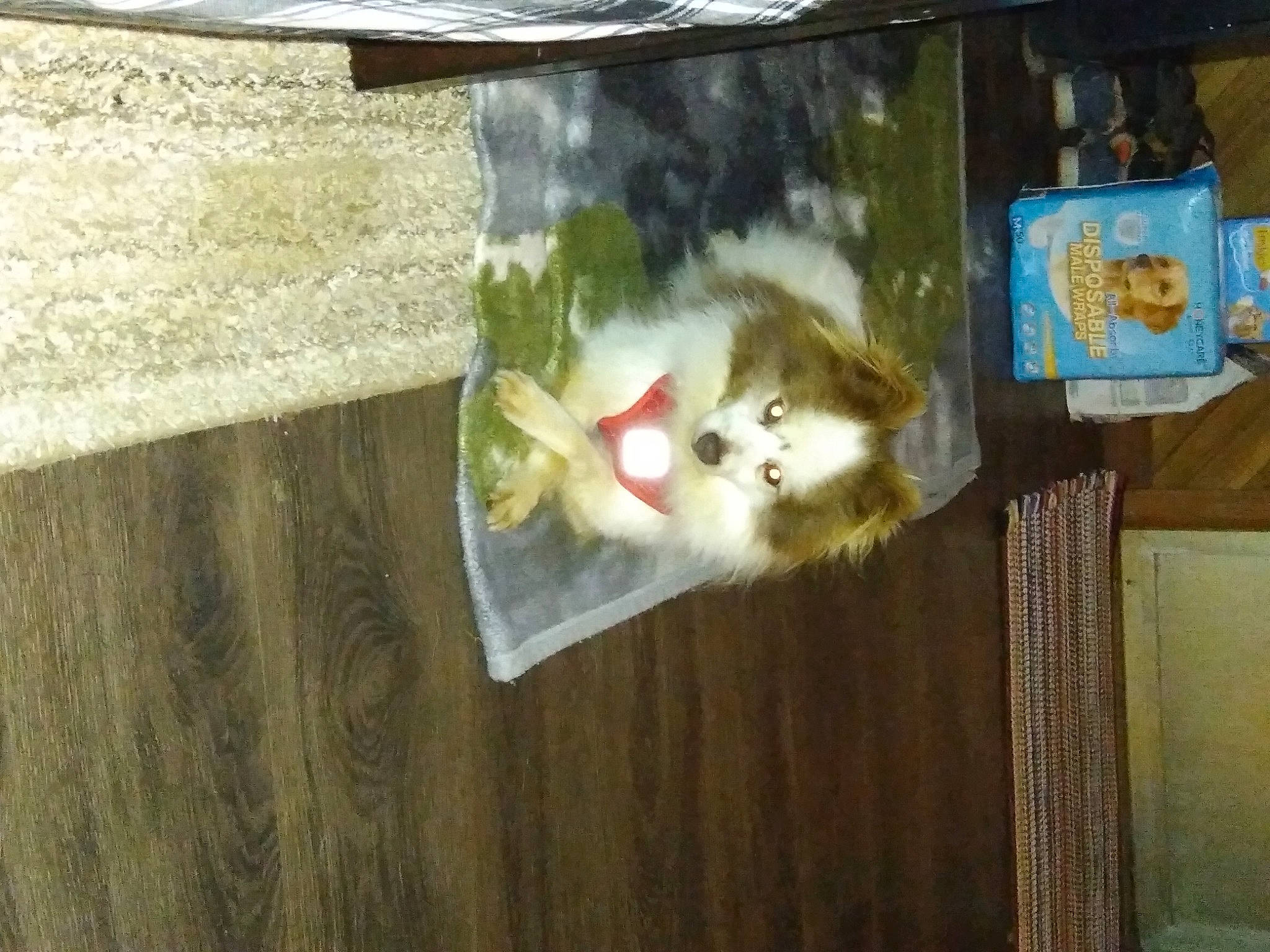 Blaze is registered to the contest to win money with this photo: art, carnivore, cat, domestic_short_haired_cat, fawn, felidae, fur, glass, hardwood, room, shelf, small_to_medium_sized_cats, tail, tree, visual_arts, whiskers, wood