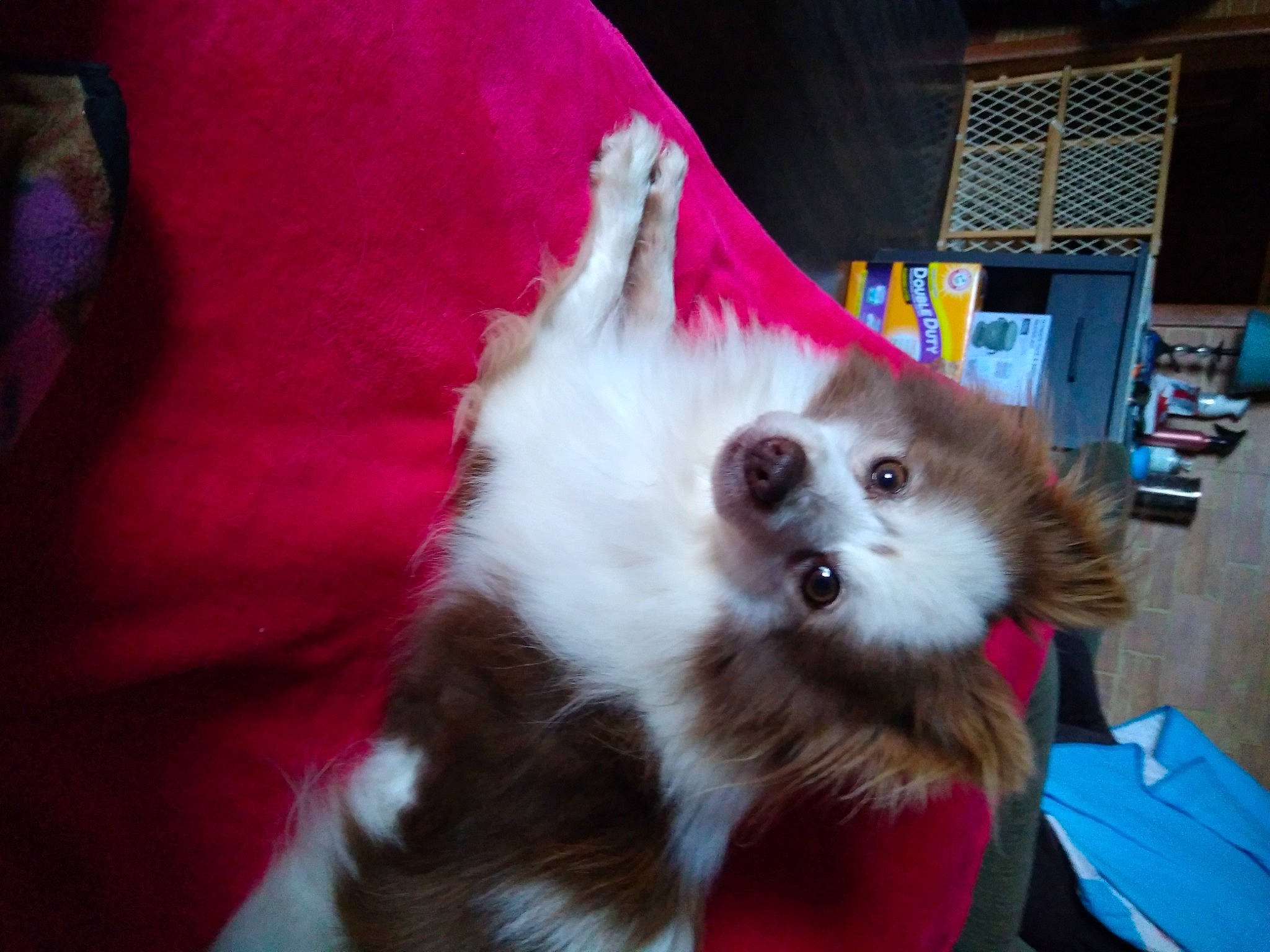 Blaze joined the competition — help win amazing prizes! canidae, carnivore, companion_dog, corgi_chihuahua, dog, dog_breed, dog_supply, fawn, fur, german_spitz, magenta, paw, pet_supply, pomeranian, spitz, sporting_group, toy_dog, volpino_italiano, whiskers, working_animal