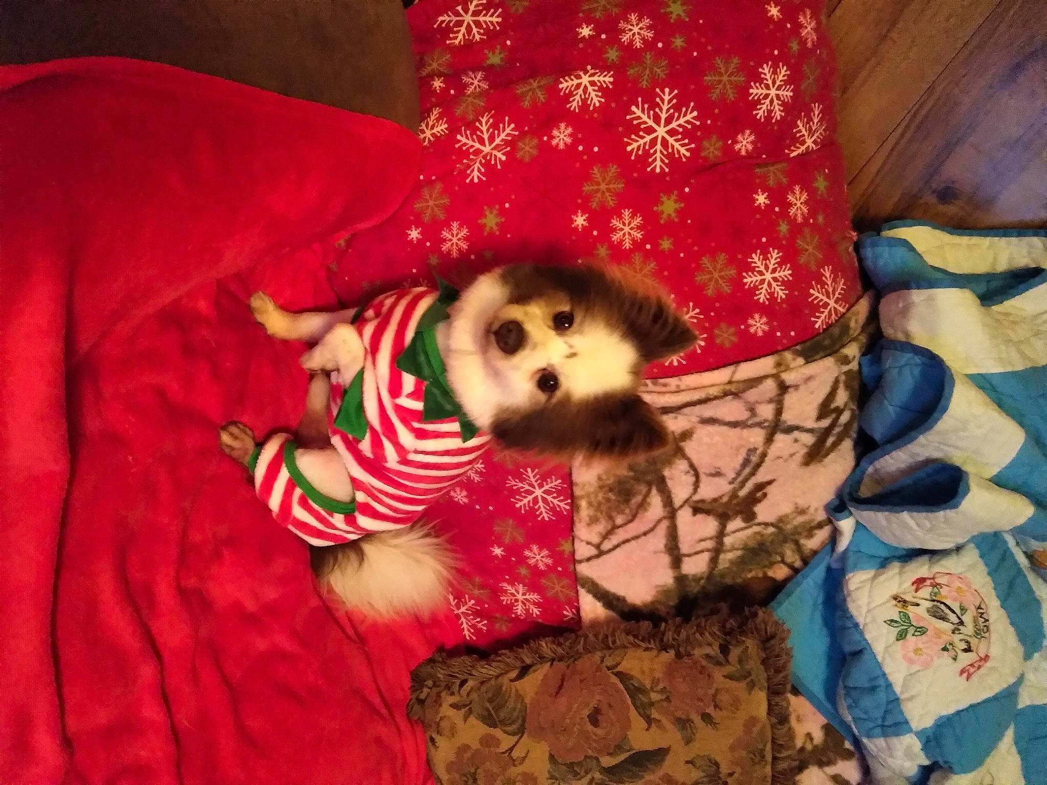 Blaze is registered to the contest to win money with this photo: baby_toddler_clothing, canidae, carmine, carnivore, comfort, companion_dog, couch, dog, dog_breed, dog_supply, fawn, fur, linens, magenta, pattern, sleeve, sporting_group, stuffed_toy, t_shirt, toy