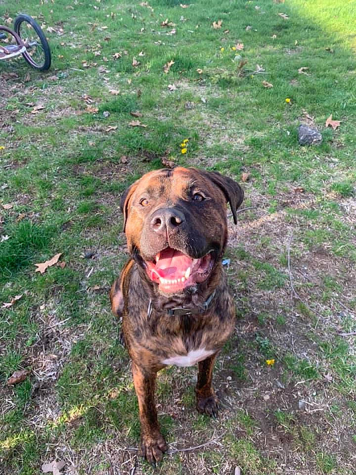 Rico joined the competition — help win amazing prizes! american_bulldog, american_pit_bull_terrier, bullmastiff, canidae, carnivore, dog, dog_breed, fawn, grass, mammal, molosser, non_sporting_group, perro_de_presa_canario, perro_de_presa_mallorquin, pit_bull, rare_breed_dog, renascence_bulldogge, sporting_group, vertebrate, working_dog