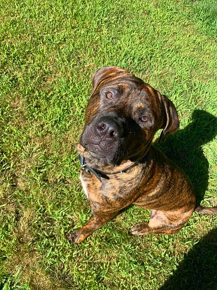 Rico is registered to the contest to win money with this photo: boerboel, bullmastiff, canidae, carnivore, companion_dog, dog, dog_breed, english_mastiff, fawn, fila_brasileiro, grass, mammal, non_sporting_group, ori_pei, perro_de_presa_canario, perro_de_presa_mallorquin, plant, shar_pei, sporting_group, vertebrate