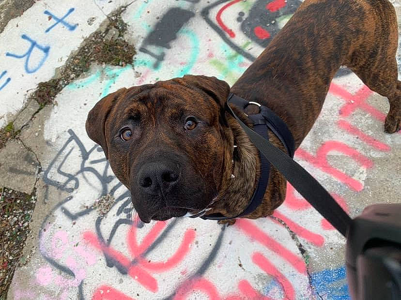 Rico joined the competition — help win amazing prizes! alano_espanol, alaunt, bandog, bullmastiff, canidae, carnivore, dog, dog_breed, fawn, fila_brasileiro, mammal, molosser, non_sporting_group, perro_de_presa_canario, rare_breed_dog, snout, sporting_group, vertebrate