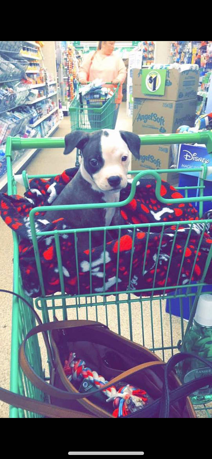 Remmy joined the competition — help win amazing prizes! animal_shelter, boston_terrier, canidae, carnivore, cart, companion_dog, dog, dog_breed, non_sporting_group, pit_bull, puppy, vehicle