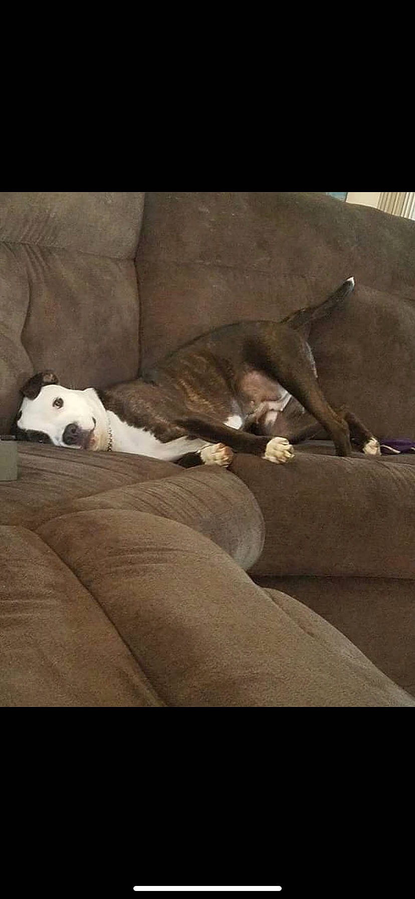 Remmy joined the competition — help win amazing prizes! american_bulldog, american_pit_bull_terrier, canidae, carnivore, dog, dog_breed, fawn, non_sporting_group, pit_bull, puppy, sporting_group