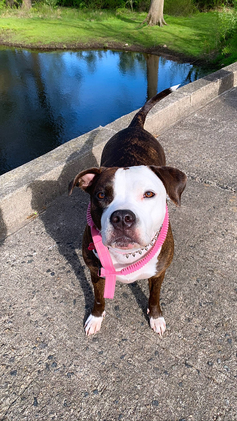 Remmy is registered to the contest to win money with this photo: adventure, american_bulldog, american_pit_bull_terrier, american_staffordshire_terrier, canidae, carnivore, collar, dog, dog_breed, dog_collar, fawn, leash, mammal, non_sporting_group, nose, pit_bull, snout, sporting_group, valley_bulldog, vertebrate