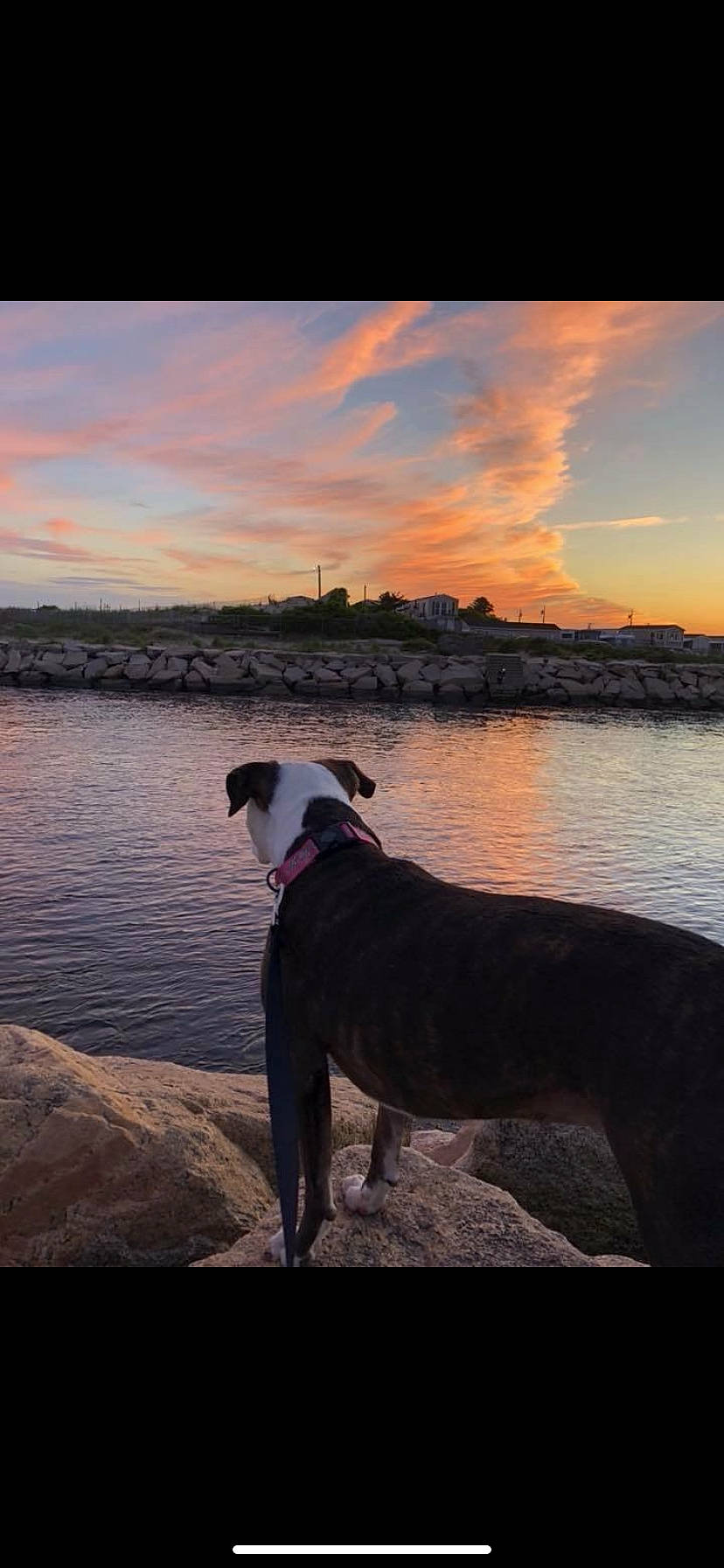 Remmy joined the competition — help win amazing prizes! american_pit_bull_terrier, canidae, carnivore, cloud, dog, dog_breed, evening, galgo_espanol, great_dane, guard_dog, horizon, lurcher, meteorological_phenomenon, non_sporting_group, sea, sky, sporting_group, sunset, vacation, whippet