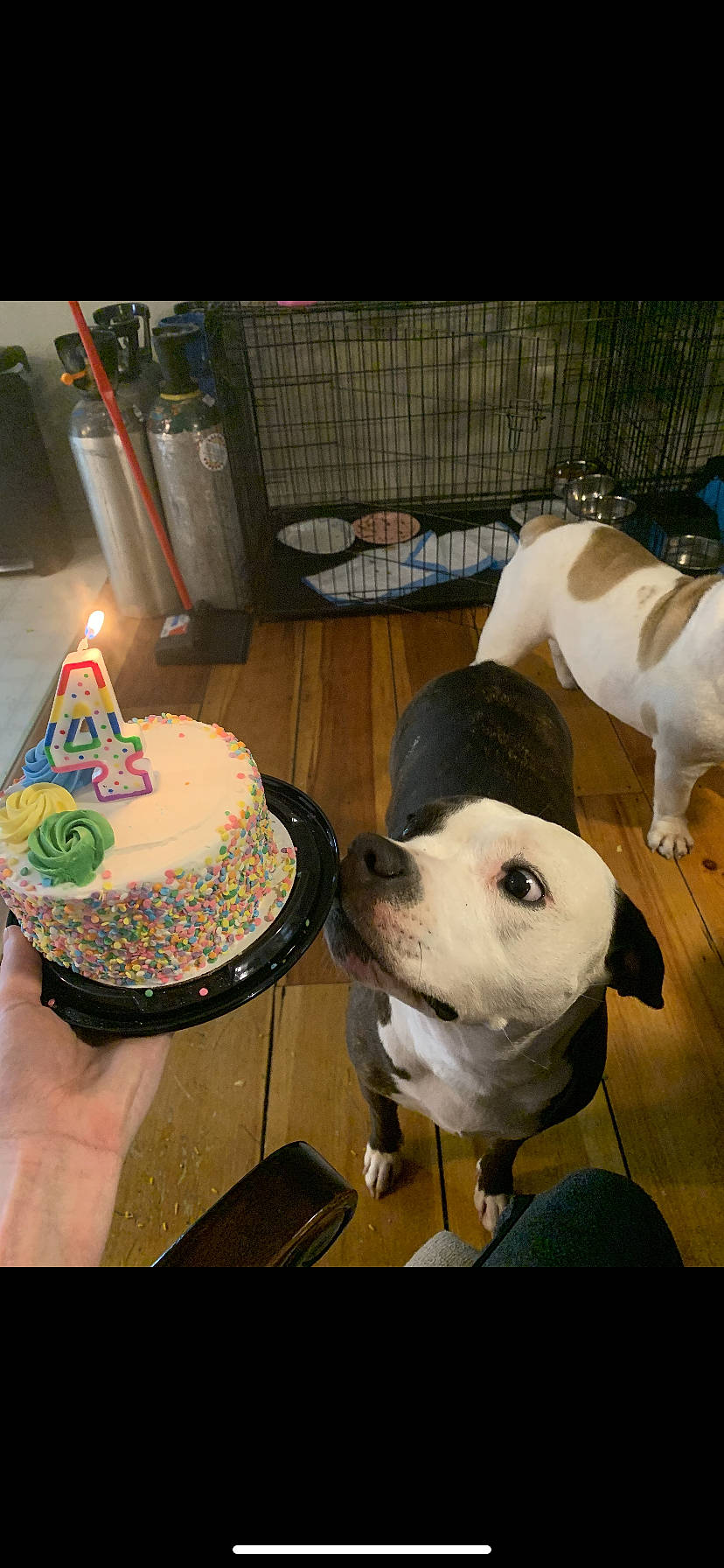 Remmy joined the competition — help win amazing prizes! american_bulldog, american_staffordshire_terrier, boston_terrier, canidae, carnivore, companion_dog, dog, dog_breed, fawn, french_bulldog, non_sporting_group, pit_bull, puppy_love, snout, sporting_group
