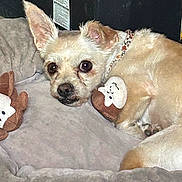 Lily Chihuaque joined the competition — help win amazing prizes! dog, small_dog, bed, plush_toy, monkey_toy, pet_bed, cozy, resting, canine, animal, cute, ears, collar, fur, sleepy, indoor, companion, pet, relaxing, toy