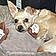 Lily Chihuaque