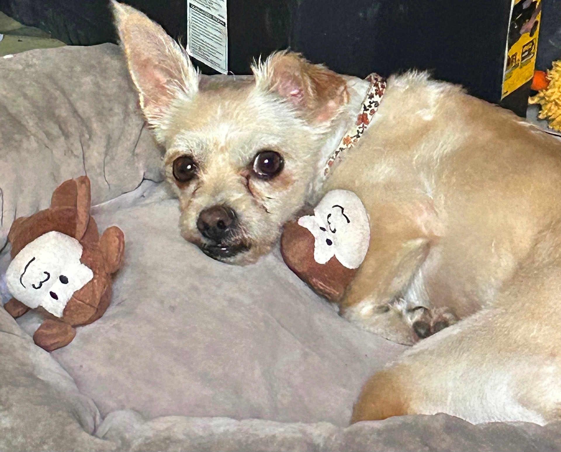 Lily Chihuaque joined the competition — help win amazing prizes! dog, small_dog, bed, plush_toy, monkey_toy, pet_bed, cozy, resting, canine, animal, cute, ears, collar, fur, sleepy, indoor, companion, pet, relaxing, toy