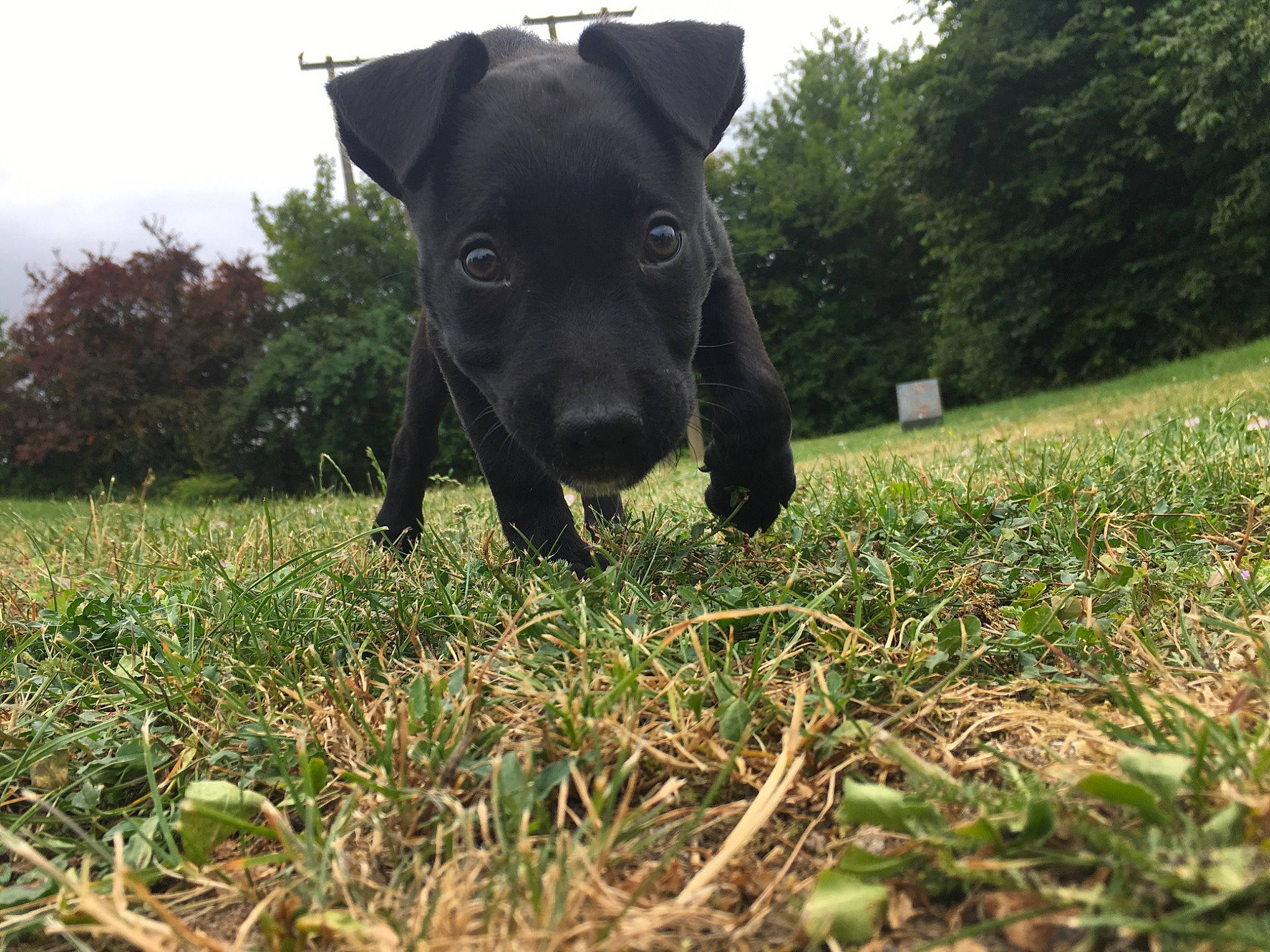 Penny