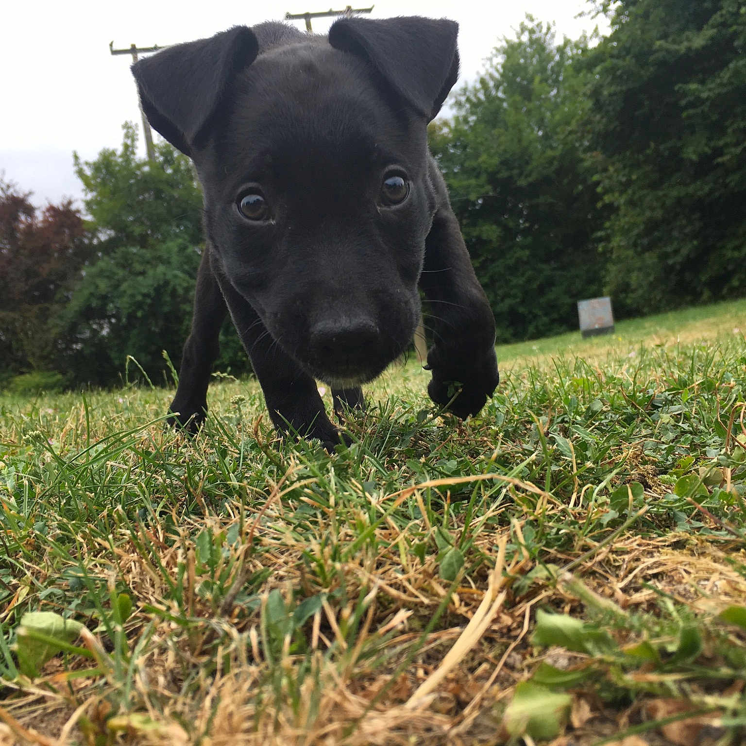 Penny