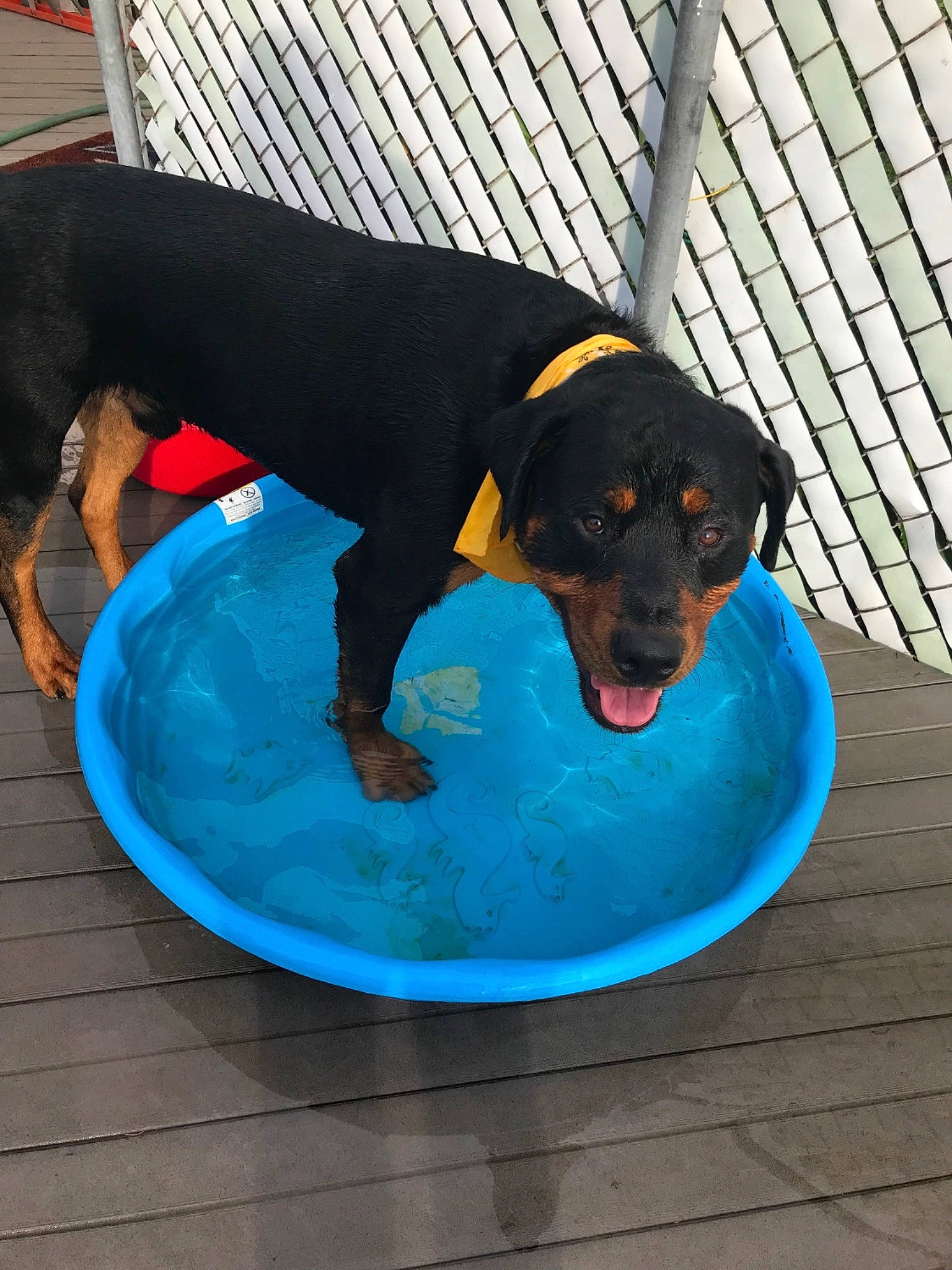 Tyberious joined the competition — help win amazing prizes! aqua, blue, canidae, carnivore, comfort, companion_dog, dog, dog_breed, dog_supply, guard_dog, huntaway, mammal, mesh, non_sporting_group, pet_supply, snout, sporting_group, tail, working_animal, working_dog