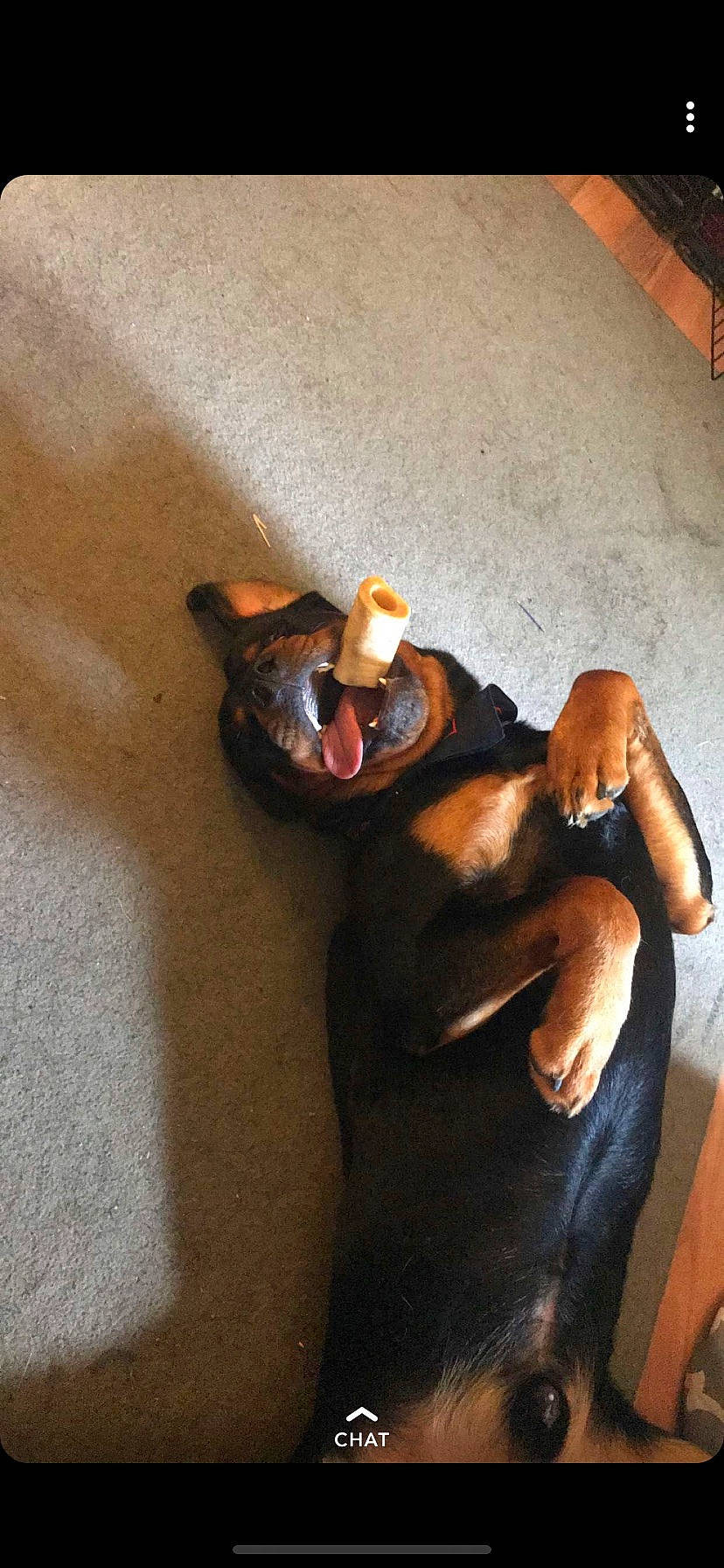 Tyberious joined the competition — help win amazing prizes! canidae, carnivore, companion_dog, dog, dog_breed, floor, flooring, foot, liver, non_sporting_group, paw, snout, sporting_group, tail, toe, toy, working_animal, working_dog