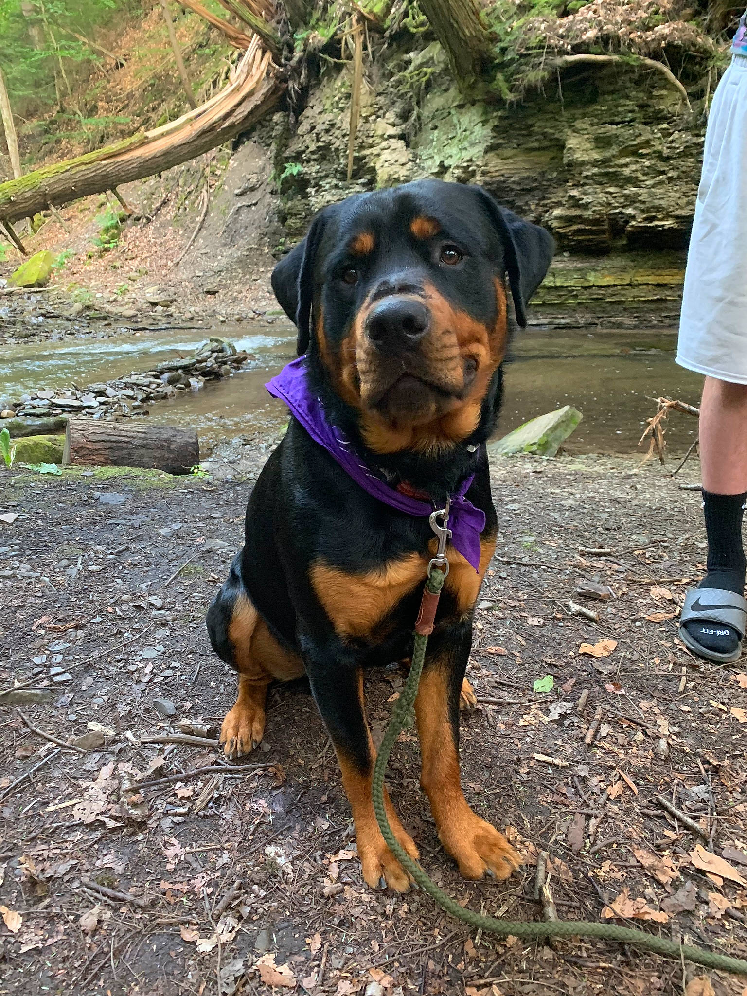 Tyberious is registered to the contest to win money with this photo: beauceron, canidae, carnivore, collar, companion_dog, dog, dog_breed, fawn, guard_dog, hound, huntaway, hunting_dog, mammal, montenegrin_mountain_hound, rainforest, rottweiler, snout, sporting_group, vertebrate, working_animal