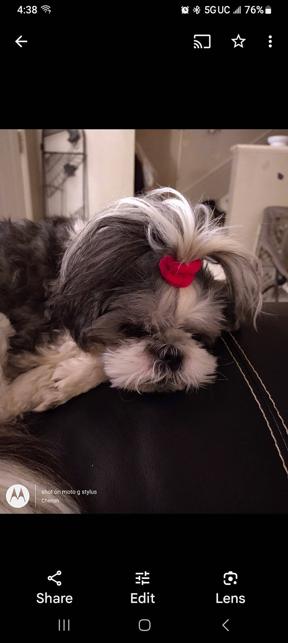 Miss Cookie joined the competition — help win amazing prizes! canidae, carnivore, comfort, companion_dog, dog, dog_breed, dog_supply, fashion_accessory, fawn, fur, liver, non_sporting_group, pet_supply, shih_tzu, small_terrier, snout, sporting_group, terrier, toy_dog, working_animal