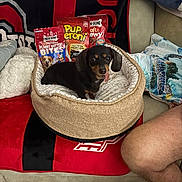 Bailey joined the competition — help win amazing prizes! dog, dachshund, pet_bed, dog_treats, blanket, couch, person_leg, indoor, cozy, small_dog, treat_bags, red_blanket, black_blanket, furniture, living_room, cute, animal, relaxing, home, comfort