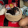 dog, dachshund, pet_bed, dog_treats, blanket, couch, person_leg, indoor, cozy, small_dog, treat_bags, red_blanket, black_blanket, furniture, living_room, cute, animal, relaxing, home, comfort