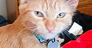 Spaz joined the competition — help win amazing prizes! cat, kitten, orange_tabby, pet, animal, feline, whiskers, ears, blue_eyes, collar, tag, fluffy, fur, portrait, close_up, indoors, wooden_dresser, blanket, red_fabric, sitting