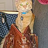 cat, kitten, ginger_cat, orange_fur, pet, animal, blue_collar, pet_tag, green_eyes, whiskers, sitting, inside_bag, handbag, leather_bag, purse, couch, indoor, portrait, cozy, funny