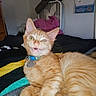 Spaz joined the competition — help win amazing prizes! cat, kitten, orange_cat, ginger_cat, fluffy, pet, animal, collar, tag, lying_down, relaxed, open_mouth, visible_teeth, large_ears, green_eyes, blanket, bedroom, indoor, cozy, portrait
