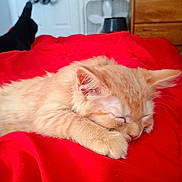 Spaz joined the competition — help win amazing prizes! cat, kitten, sleeping, orange_cat, bed, blanket, red_blanket, indoor, furniture, dresser, fan, foot, sock, cozy, pet, animal, cute, resting, furry, domestic