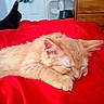 cat, kitten, sleeping, orange_cat, bed, blanket, red_blanket, indoor, furniture, dresser, fan, foot, sock, cozy, pet, animal, cute, resting, furry, domestic
