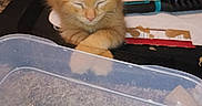 Spaz is registered to the contest to win money with this photo: kitten, orange_cat, sleeping, paws, plastic_container, heart_pendant, chain, carpet, hairbrush, box, indoor, resting, cute, pet, feline, close_up, household_items, shiny, accessory, cozy
