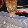 kitten, orange_cat, sleeping, paws, plastic_container, heart_pendant, chain, carpet, hairbrush, box, indoor, resting, cute, pet, feline, close_up, household_items, shiny, accessory, cozy