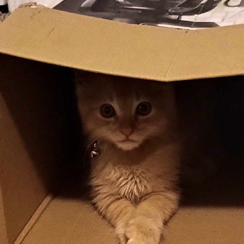 Spaz