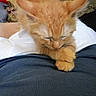 Spaz is registered to the contest to win money with this photo: kitten, orange_cat, sleeping, paws, lap, person, clothing, shirt, furry, pet, animal, indoor, resting, cute, domestic, feline, closeup, cozy, relaxation, soft